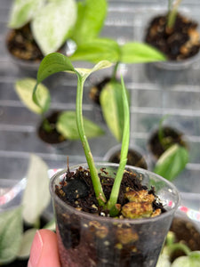 Scindapsus Hederaceus Blue Aurea