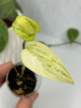 Load image into Gallery viewer, Scindapsus Hederaceus Blue Aurea