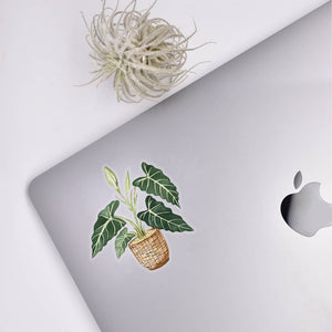 Alocasia Clear Sticker