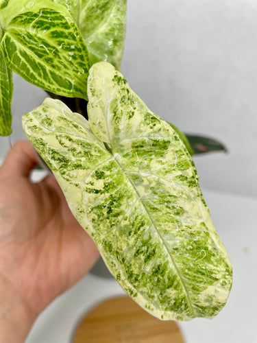 Syngonium Batik Variegated