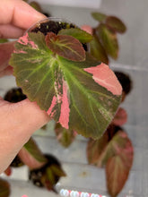 Load image into Gallery viewer, Begonia ‘Withlacoochee’ Variegated