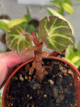 Load image into Gallery viewer, Begonia Soli-Mutata Variegated