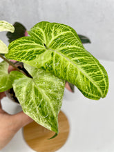 Load image into Gallery viewer, Syngonium Batik Variegated