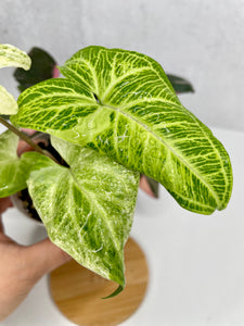 Syngonium Batik Variegated