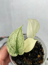 Load image into Gallery viewer, Scindapsus &#39;Mayari&#39; Variegated