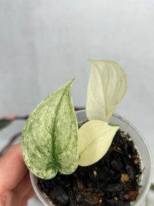 Scindapsus 'Mayari' Variegated
