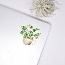 Load image into Gallery viewer, Watermelon Peperomia Clear Sticker