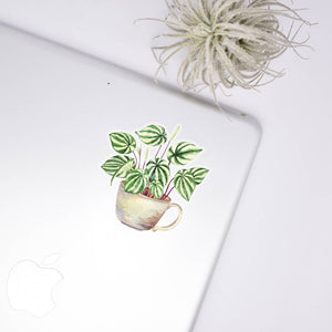 Watermelon Peperomia Clear Sticker