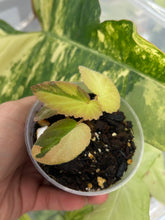 Load image into Gallery viewer, Begonia ‘Withlacoochee’ Variegated