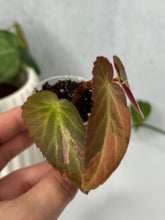 Load image into Gallery viewer, Begonia ‘Withlacoochee’ Variegated