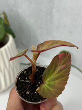 Load image into Gallery viewer, Begonia ‘Withlacoochee’ Variegated
