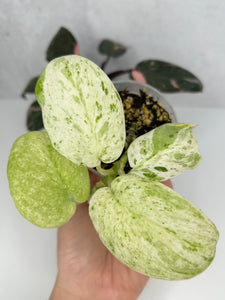 Scindapsus Pictus 'Mangurai' Variegated