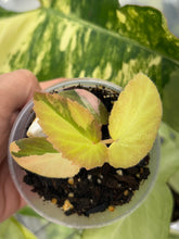 Load image into Gallery viewer, Begonia ‘Withlacoochee’ Variegated