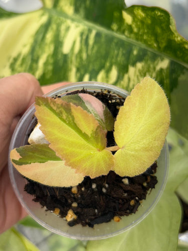 Begonia ‘Withlacoochee’ Variegated