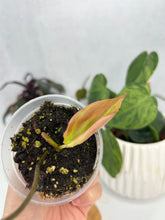 Load image into Gallery viewer, Philodendron Micans Variegated