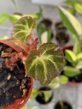 Load image into Gallery viewer, Begonia Soli-Mutata Variegated