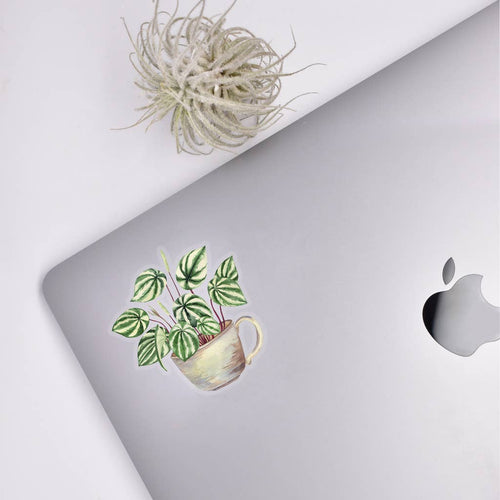 Watermelon Peperomia Clear Sticker