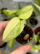 Load image into Gallery viewer, Scindapsus Hederaceus Blue Aurea