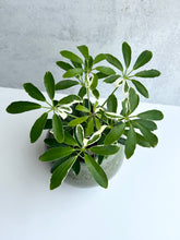 Load image into Gallery viewer, Variegated Schefflera Arboricola