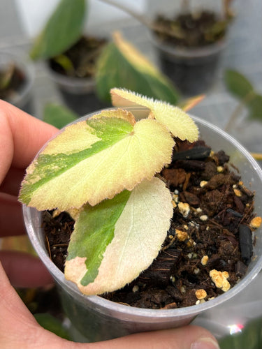 Begonia ‘Withlacoochee’ Variegated