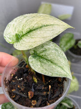 Load image into Gallery viewer, Scindapsus &#39;Mayari&#39; Variegated