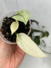 Load image into Gallery viewer, Scindapsus &#39;Mayari&#39; Variegated