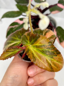 Begonia ‘Withlacoochee’ Variegated