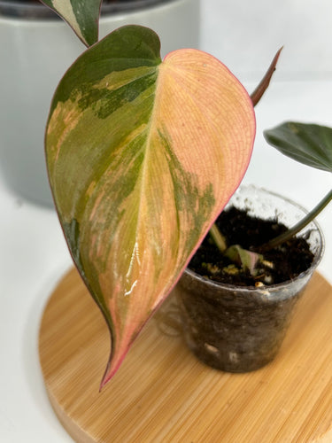 Philodendron Micans “Pink” Variegated