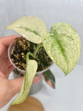 Load image into Gallery viewer, Scindapsus &#39;Mayari&#39; Variegated