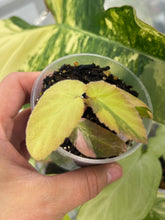 Load image into Gallery viewer, Begonia ‘Withlacoochee’ Variegated