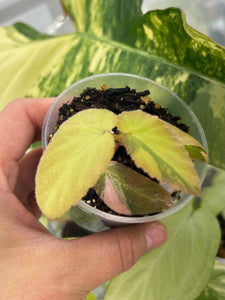 Begonia ‘Withlacoochee’ Variegated