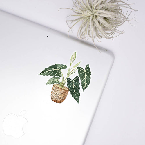Alocasia Clear Sticker