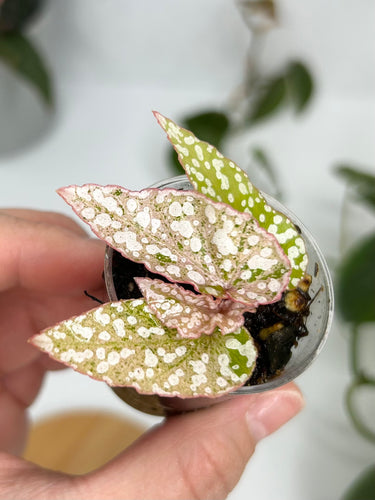 Begonia 'Snow Capped' Variegated
