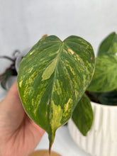 Load image into Gallery viewer, Philodendron Micans Variegated
