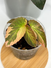 Load image into Gallery viewer, Begonia ‘Withlacoochee’ Variegated