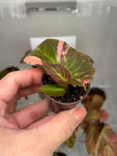 Load image into Gallery viewer, Begonia ‘Withlacoochee’ Variegated