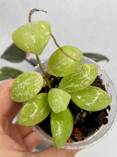 Hoya Brevialata “Splash”
