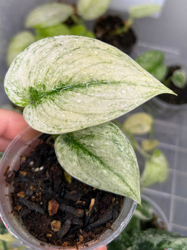 Scindapsus 'Mayari' Variegated