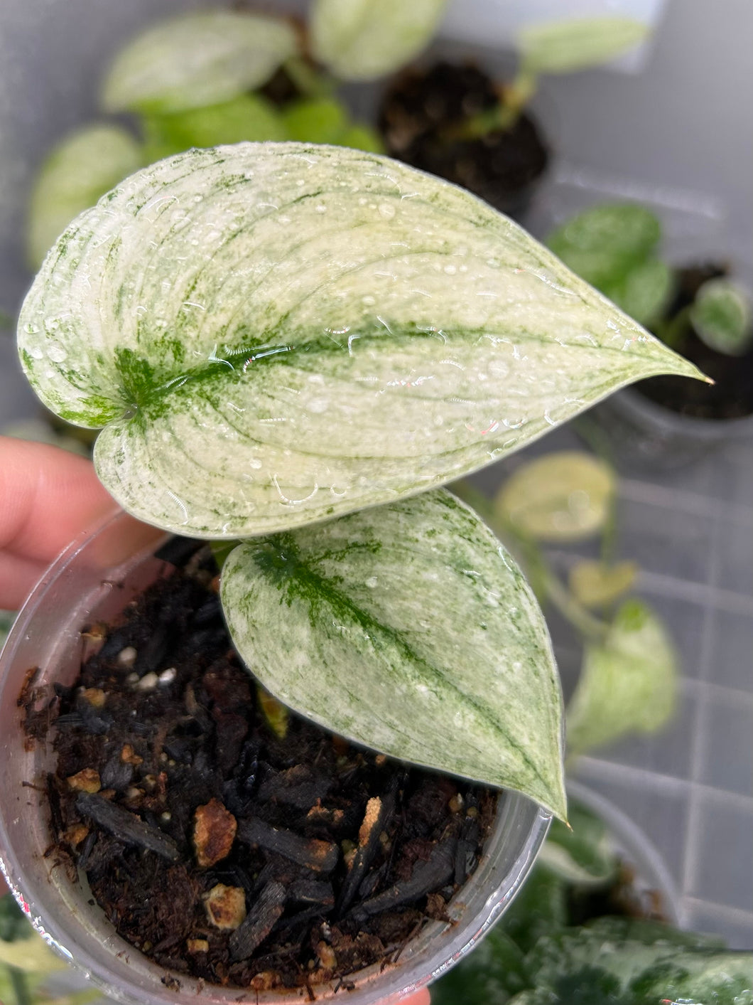 Scindapsus 'Mayari' Variegated