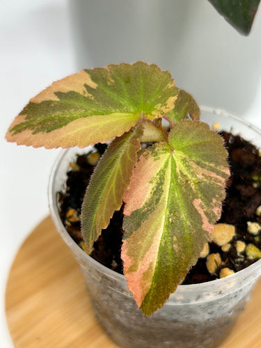 Begonia ‘Withlacoochee’ Variegated