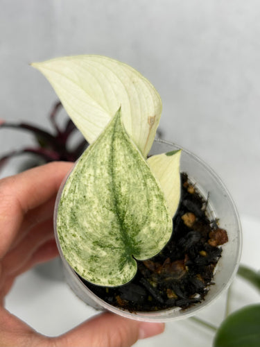 Scindapsus 'Mayari' Variegated