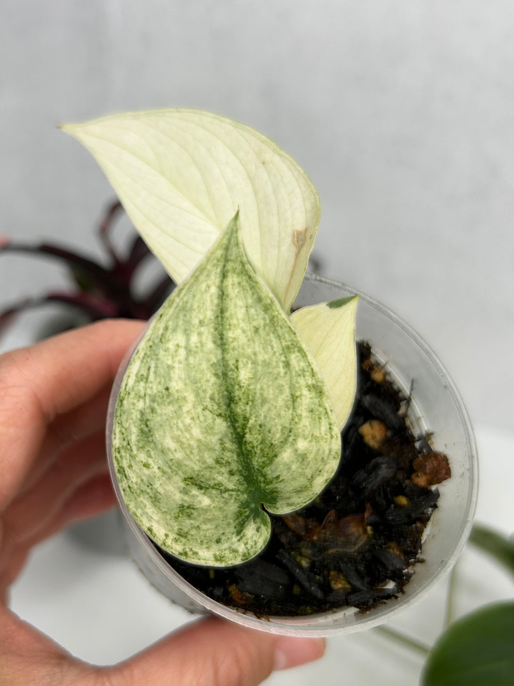 Scindapsus 'Mayari' Variegated