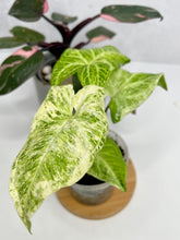 Load image into Gallery viewer, Syngonium Batik Variegated