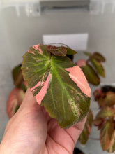 Load image into Gallery viewer, Begonia ‘Withlacoochee’ Variegated