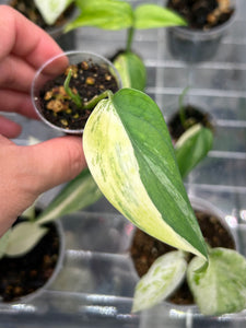 Scindapsus Hederaceus Blue Aurea