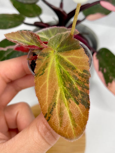 Begonia ‘Withlacoochee’ Variegated