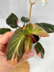 Begonia ‘Withlacoochee’ Variegated