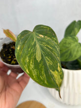 Load image into Gallery viewer, Philodendron Micans Variegated