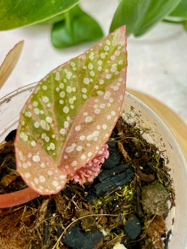 Begonia 'Snow Capped' Variegated