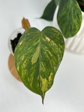 Load image into Gallery viewer, Philodendron Micans Variegated